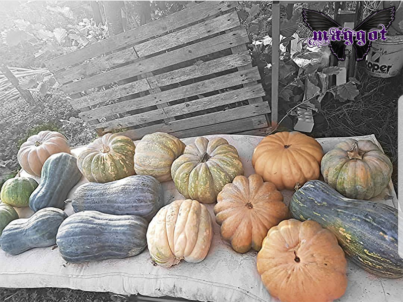 Pumpkins