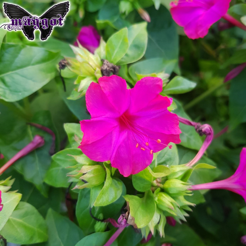 fucsia